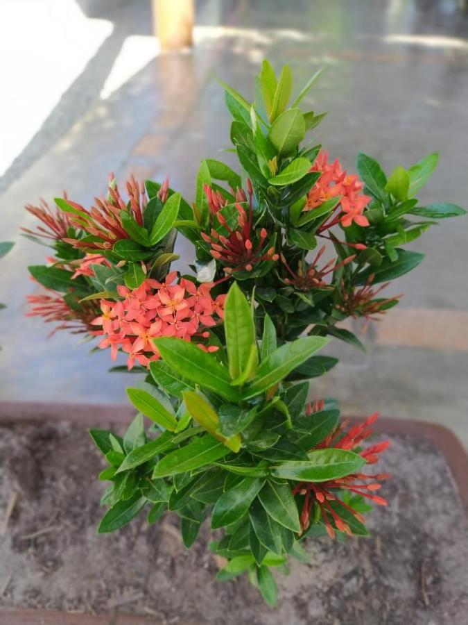 Recanto Do Meu Bem Jijoca de Jericoacoara Eksteriør bilde